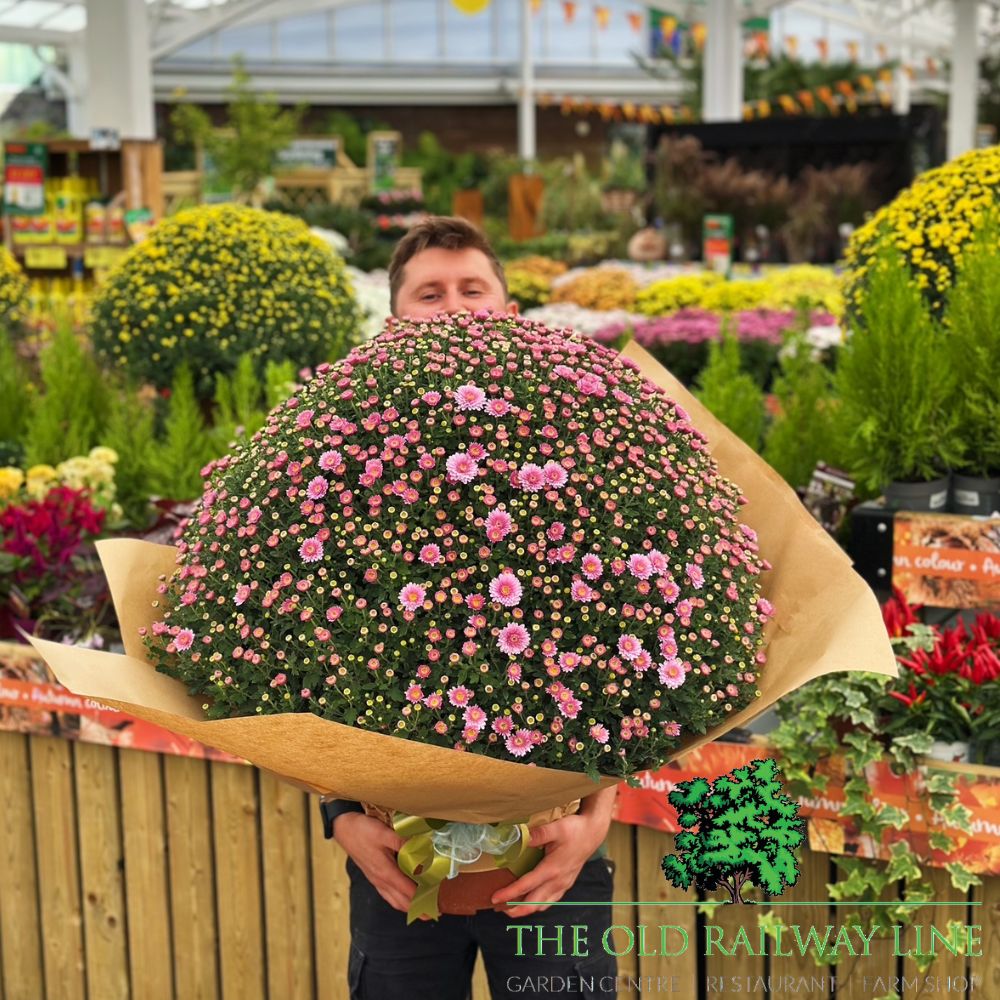 Chrysanthemum Ball Mix Plant - 33cm Pot