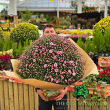 Chrysanthemum Ball Mix Plant - 33cm Pot