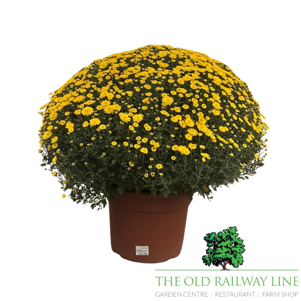 Chrysanthemum Ball Mix Plant - 33cm Pot