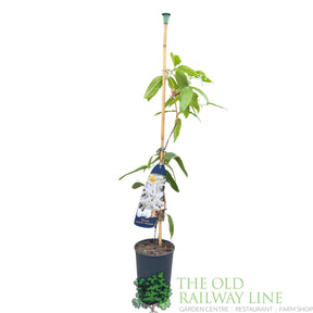 Clematis 'Armandi Snowdrift' White Climbing Plant - 2Ltr Pot - Old Railway Line Garden Centre