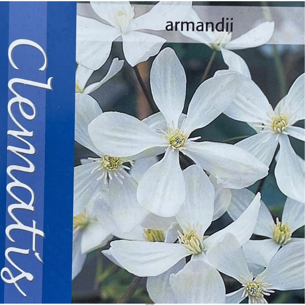 Clematis 'Armandii' White Climbing Plant - 2Ltr Pot - Old Railway Line Garden Centre