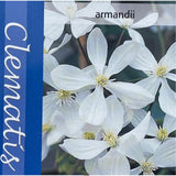 Clematis 'Armandii' White Climbing Plant - 2Ltr Pot - Old Railway Line Garden Centre