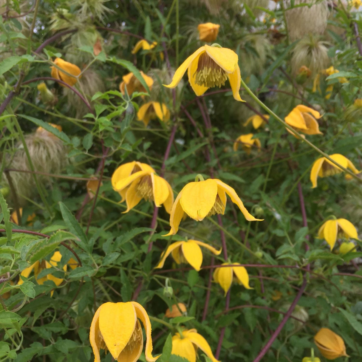 Clematis 'Bill Mackenzie' Yellow Climbing Plant - 3Ltr Pot