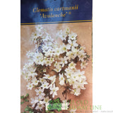 Clematis × cartmanii 'Avalanche' Climbing Plant 3.5Ltr Pot (Frame) - Old Railway Line Garden Centre