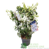 Clematis × cartmanii 'Avalanche' Climbing Plant 3.5Ltr Pot (Frame) - Old Railway Line Garden Centre