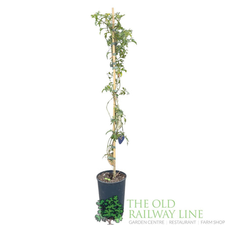 Clematis × cartmanii 'Joe' White Climbing Plant - 2Ltr Pot - Old Railway Line Garden Centre