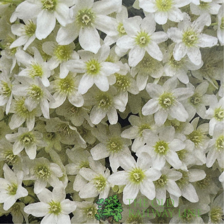 Clematis × cartmanii 'Joe' White Climbing Plant - 2Ltr Pot - Old Railway Line Garden Centre
