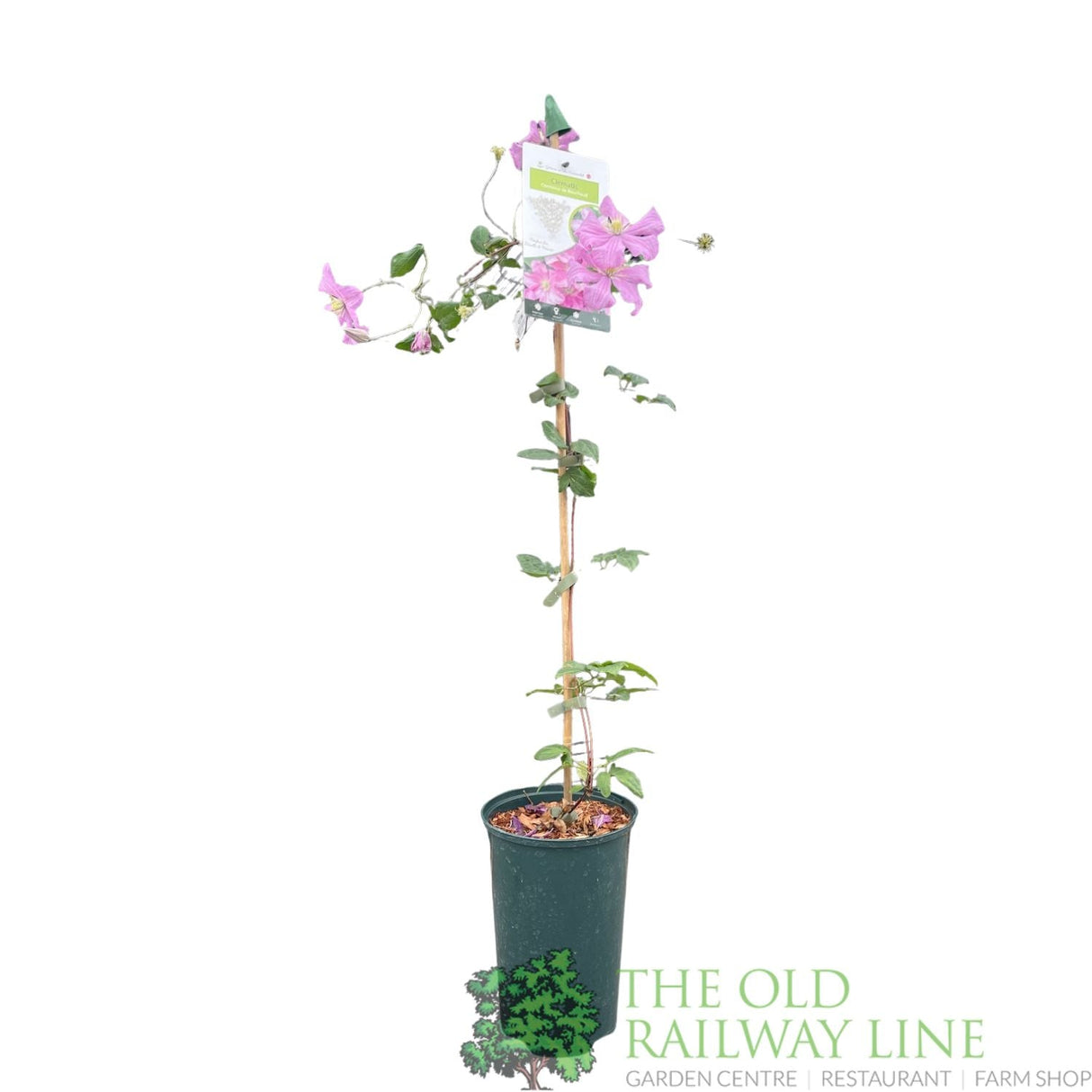 Clematis 'Comtesse De Bouchaud' Pink Climbing Plant - 3Ltr Pot - Old Railway Line Garden Centre