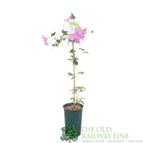 Clematis 'Comtesse De Bouchaud' Pink Climbing Plant - 3Ltr Pot - Old Railway Line Garden Centre