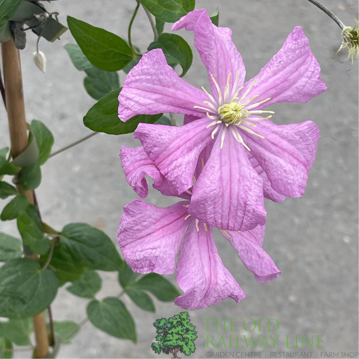 Clematis 'Comtesse De Bouchaud' Pink Climbing Plant - 3Ltr Pot - Old Railway Line Garden Centre