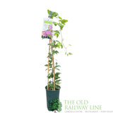 Clematis 'Dr Ruppel' Pink Climbing Plant - 3Ltr Pot - Old Railway Line Garden Centre