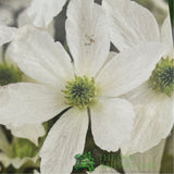 Clematis 'Early Sensation' White Climbing Plant - 2Ltr Pot - Old Railway Line Garden Centre