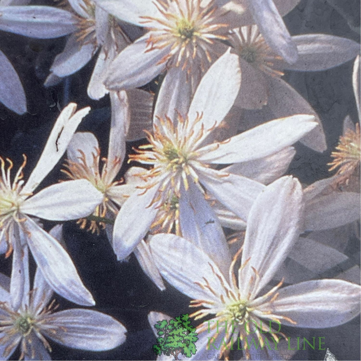 Clematis 'Enham Star' White Climbing Plant - 2Ltr Pot - Old Railway Line Garden Centre