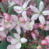 Clematis 'Hendersonii Rubra' Pink Climbing Plant - 3Ltr Pot - Old Railway Line Garden Centre