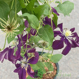 Clematis 'Jackmanii Superba' Purple Climbing Plant - 3Ltr Pot - Old Railway Line Garden Centre