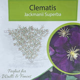Clematis 'Jackmanii Superba' Purple Climbing Plant - 3Ltr Pot - Old Railway Line Garden Centre