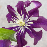 Clematis 'Jackmanii Superba' Purple Climbing Plant - 3Ltr Pot - Old Railway Line Garden Centre
