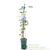 Clematis 'Mrs Cholmondeley' Purple Climbing Plant - 3Ltr Pot - Old Railway Line Garden Centre