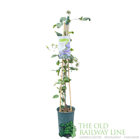 Clematis 'Mrs Cholmondeley' Purple Climbing Plant - 3Ltr Pot - Old Railway Line Garden Centre