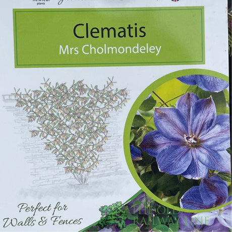 Clematis 'Mrs Cholmondeley' Purple Climbing Plant - 3Ltr Pot - Old Railway Line Garden Centre