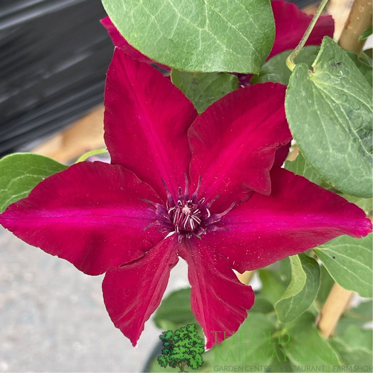 Clematis 'Nubia' Red Climbing Plant - 3Ltr Pot - Old Railway Line Garden Centre