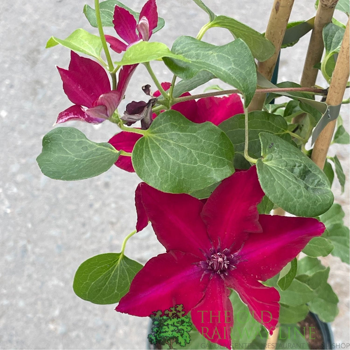 Clematis 'Nubia' Red Climbing Plant - 3Ltr Pot - Old Railway Line Garden Centre