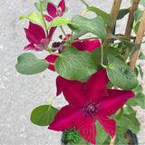 Clematis 'Nubia' Red Climbing Plant - 3Ltr Pot - Old Railway Line Garden Centre