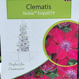 Clematis 'Nubia' Red Climbing Plant - 3Ltr Pot - Old Railway Line Garden Centre