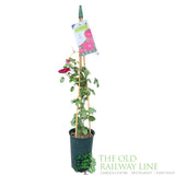 Clematis 'Nubia' Red Climbing Plant - 3Ltr Pot - Old Railway Line Garden Centre