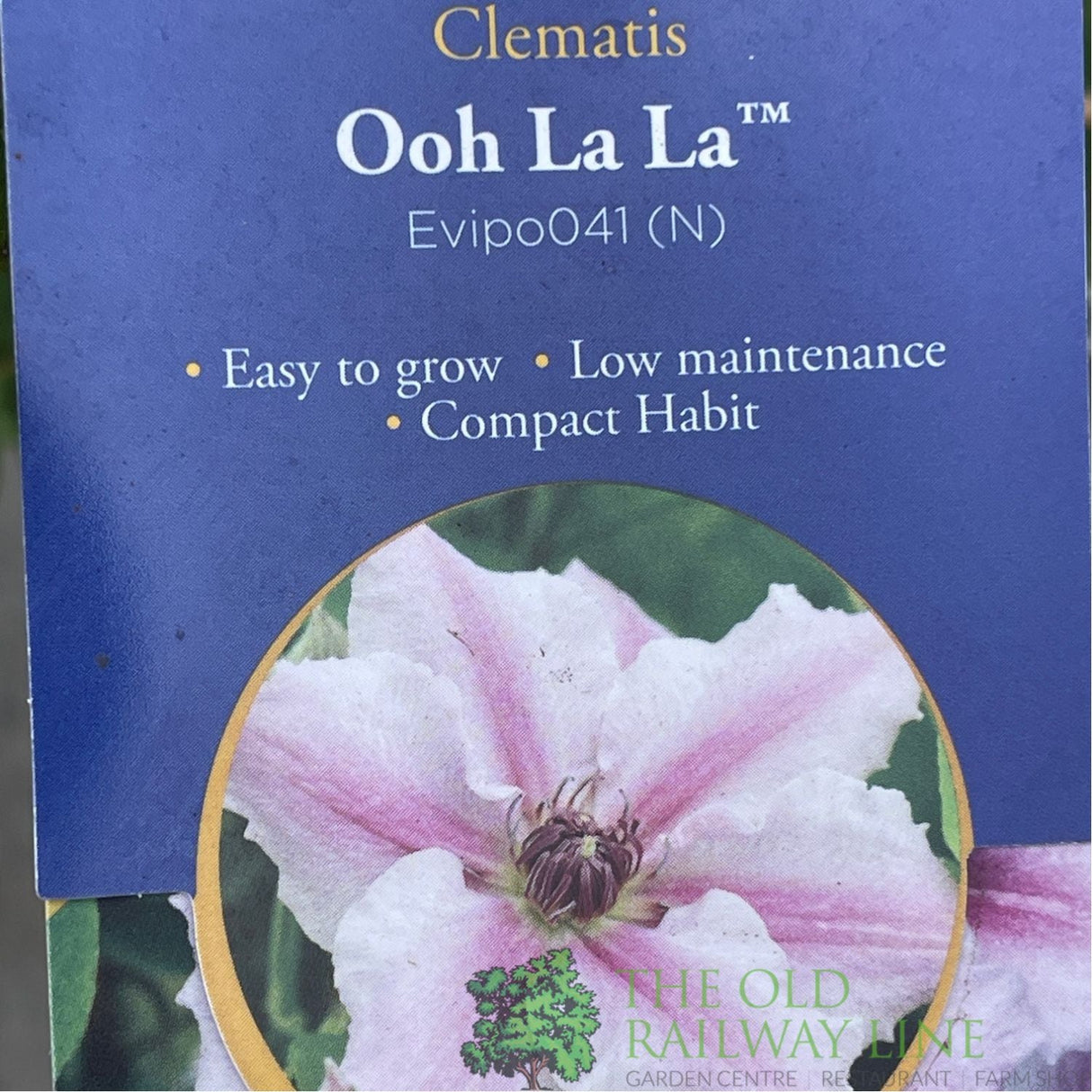 Clematis 'Ooh La La' Pink Climbing Plant - 3Ltr Pot - Old Railway Line Garden Centre