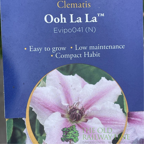 Clematis 'Ooh La La' Pink Climbing Plant - 3Ltr Pot - Old Railway Line Garden Centre