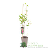 Clematis 'Princess Diana' Pink Climbing Plant - 3Ltr Pot - Old Railway Line Garden Centre