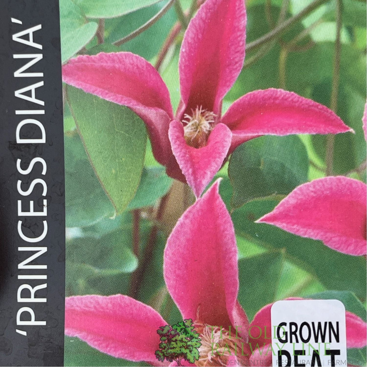 Clematis 'Princess Diana' Pink Climbing Plant - 3Ltr Pot - Old Railway Line Garden Centre
