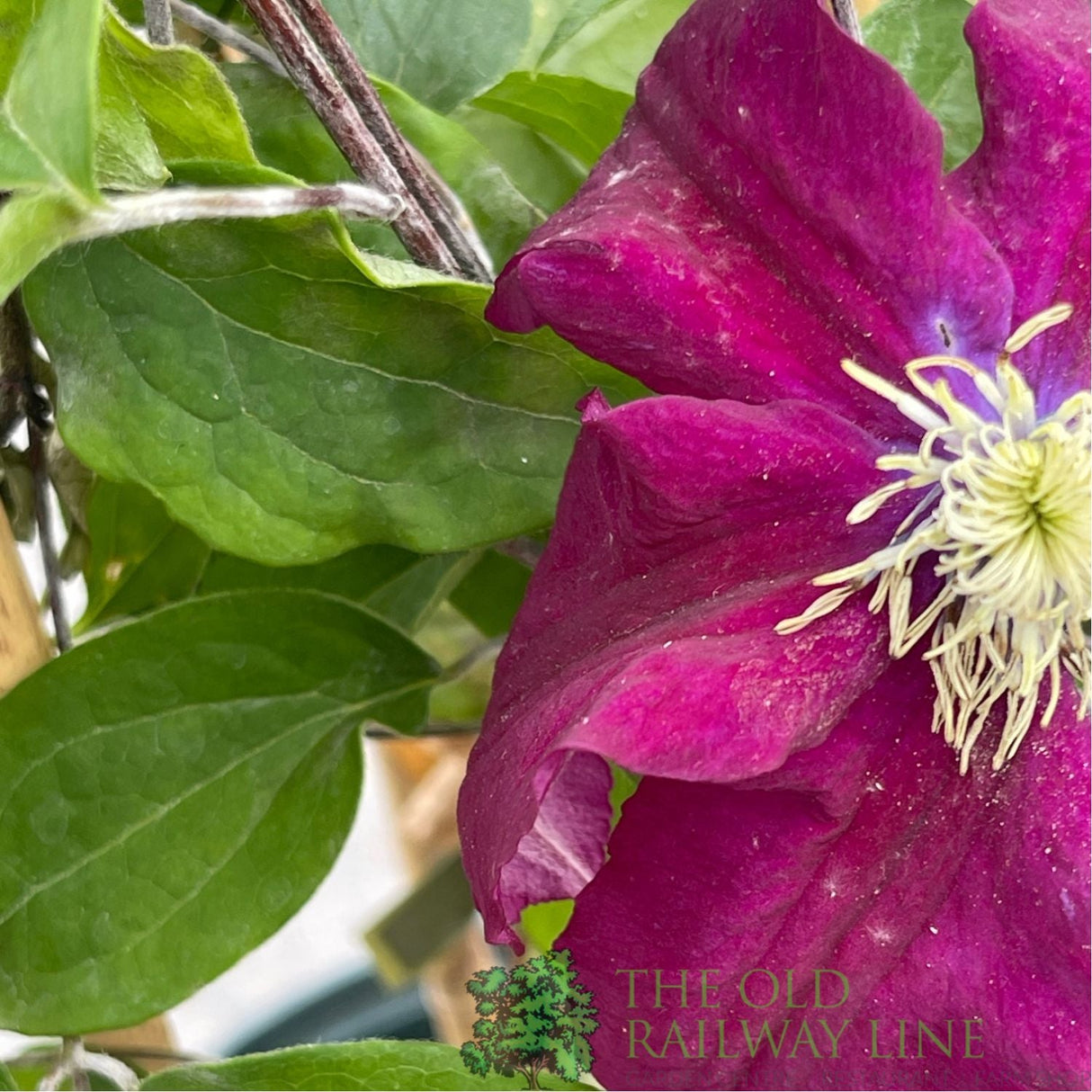 Clematis 'Rosemoor' Purple Climbing Plant - 3Ltr Pot - Old Railway Line Garden Centre