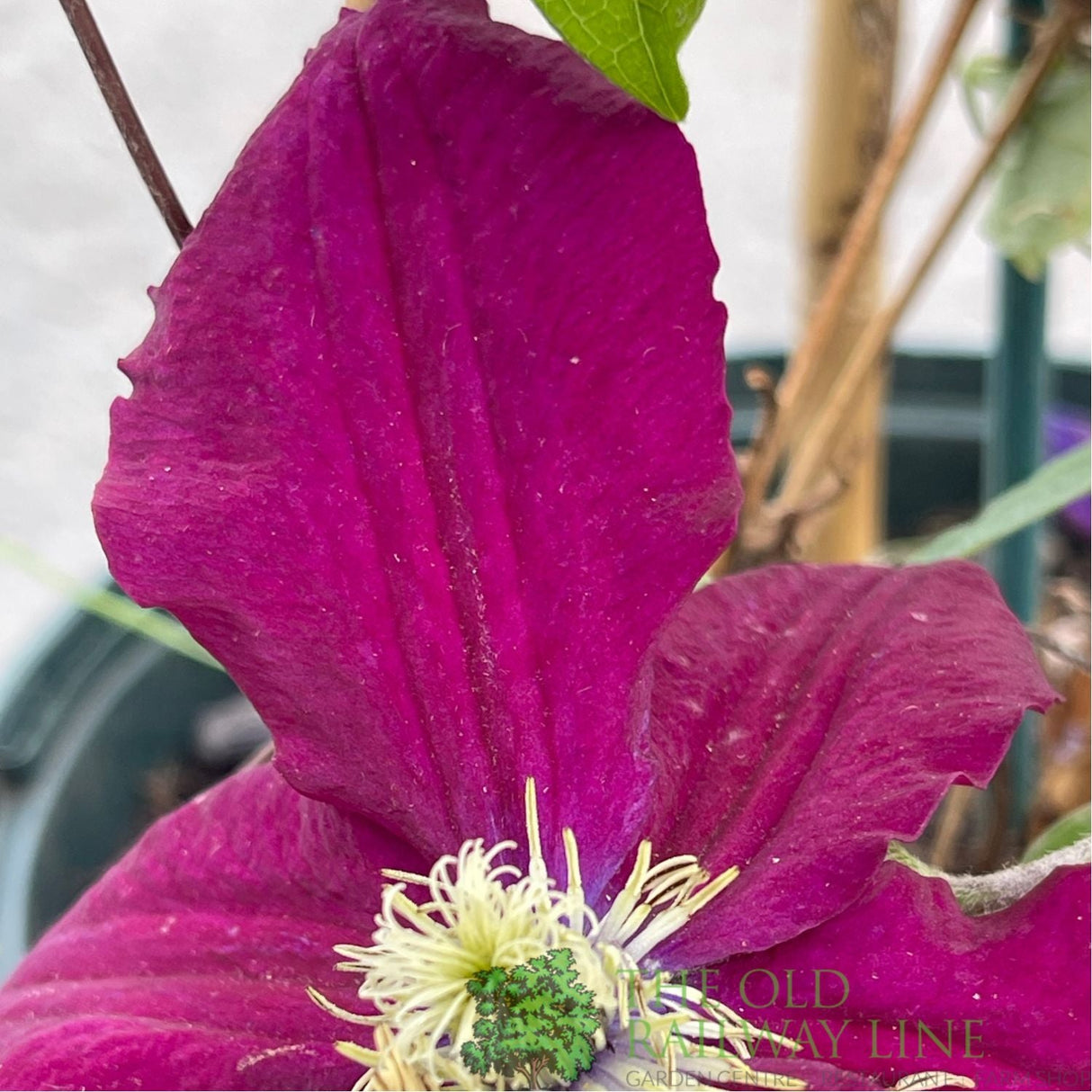 Clematis 'Rosemoor' Purple Climbing Plant - 3Ltr Pot - Old Railway Line Garden Centre