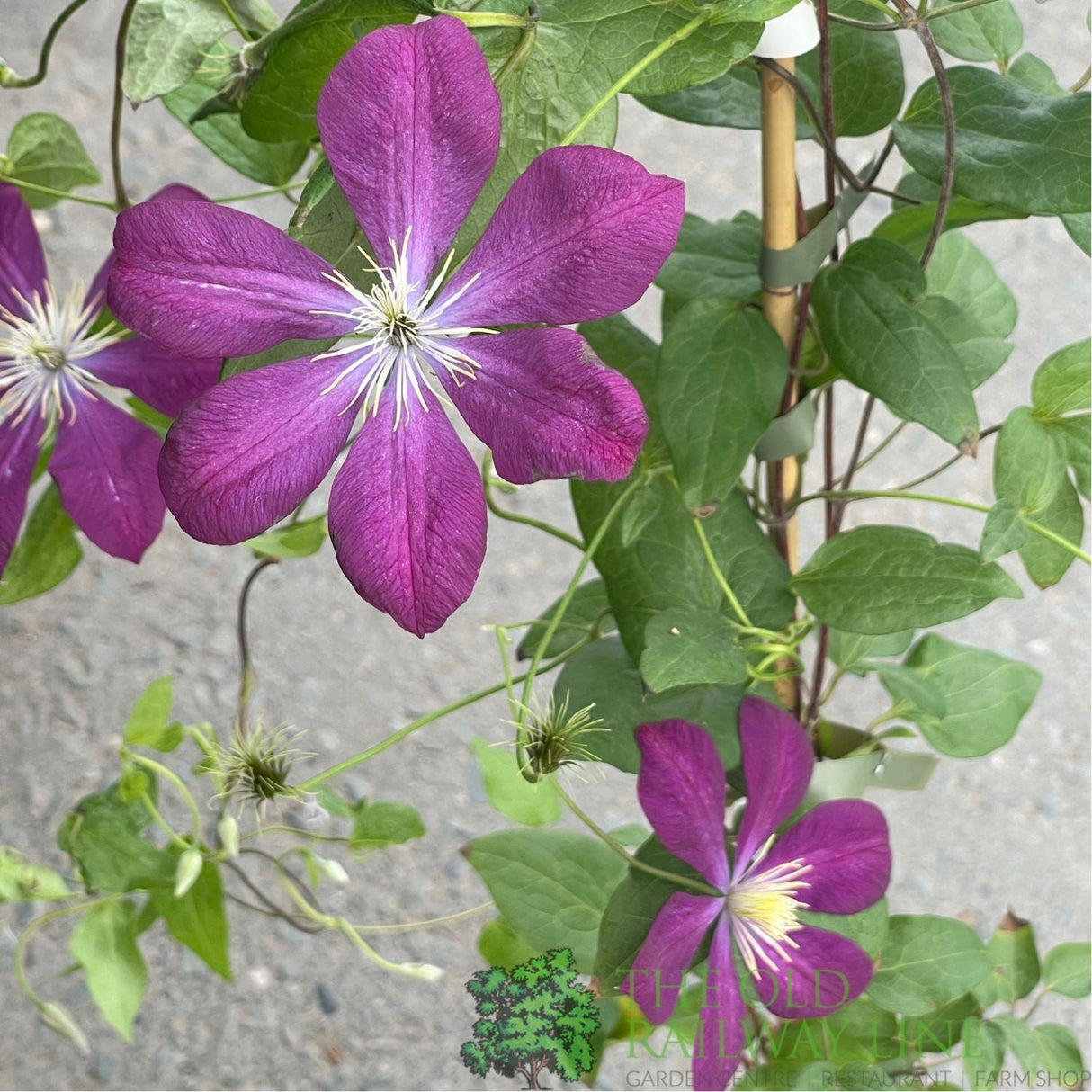 Clematis 'Voluceau' Red Climbing Plant - 3Ltr Pot - Old Railway Line Garden Centre