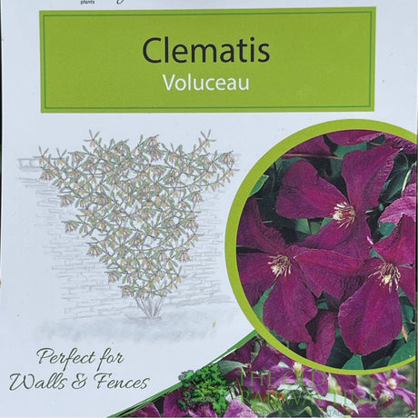 Clematis 'Voluceau' Red Climbing Plant - 3Ltr Pot - Old Railway Line Garden Centre