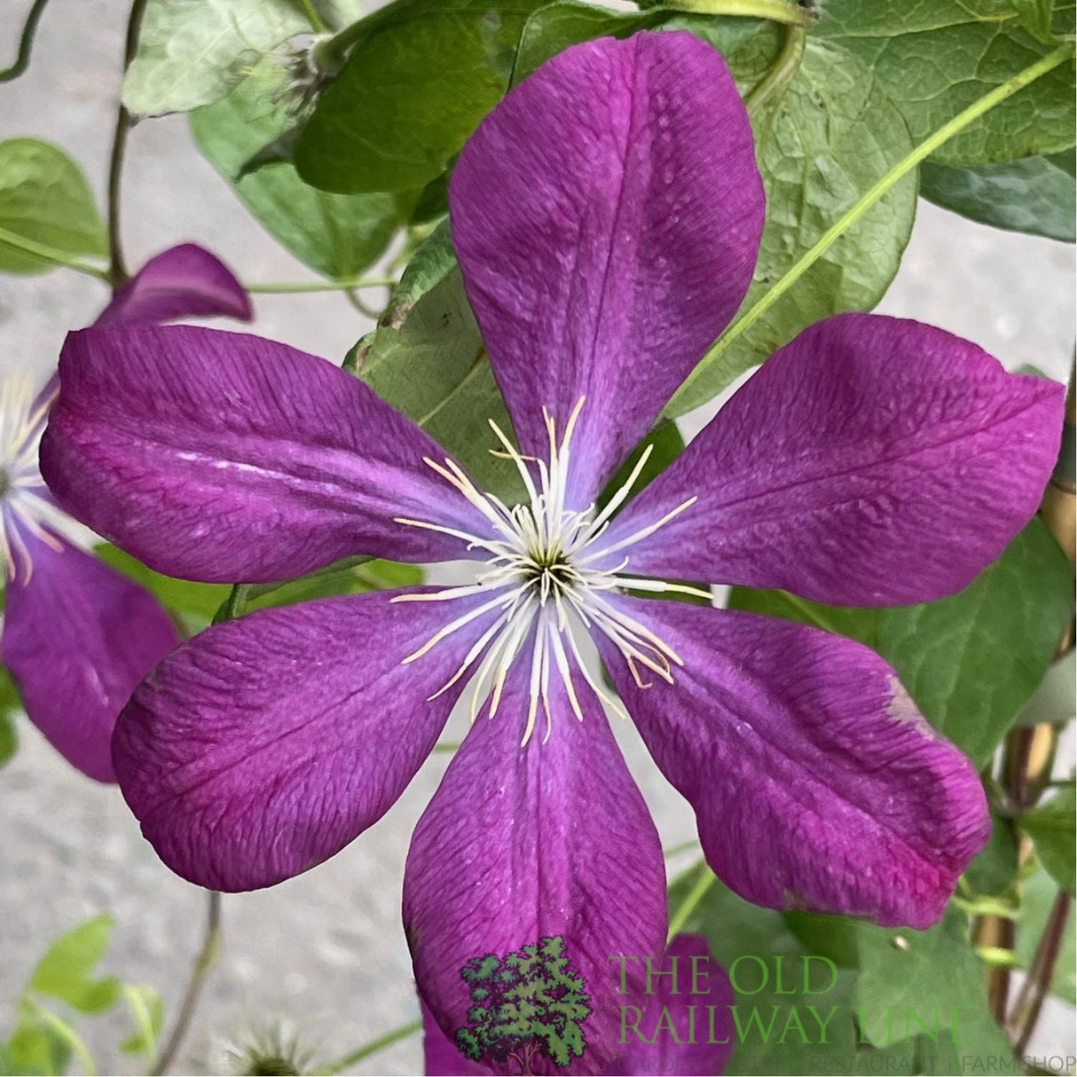 Clematis 'Voluceau' Red Climbing Plant - 3Ltr Pot - Old Railway Line Garden Centre