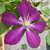 Clematis 'Voluceau' Red Climbing Plant - 3Ltr Pot - Old Railway Line Garden Centre