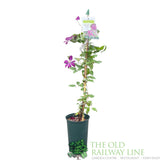 Clematis 'Voluceau' Red Climbing Plant - 3Ltr Pot - Old Railway Line Garden Centre