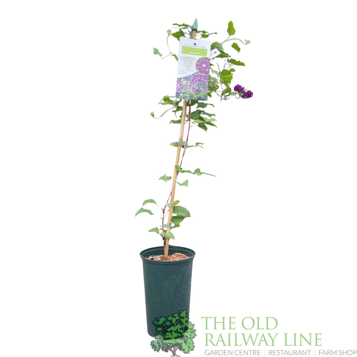Clematis 'Warszawska Nike' Purple Climbing Plant - 3Ltr Pot - Old Railway Line Garden Centre