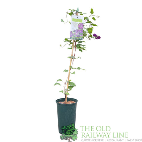Clematis 'Warszawska Nike' Purple Climbing Plant - 3Ltr Pot - Old Railway Line Garden Centre