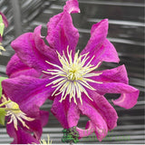 Clematis 'Warszawska Nike' Purple Climbing Plant - 3Ltr Pot - Old Railway Line Garden Centre