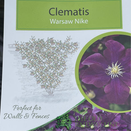 Clematis 'Warszawska Nike' Purple Climbing Plant - 3Ltr Pot - Old Railway Line Garden Centre