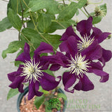 Clematis 'Warszawska Nike' Purple Climbing Plant - 3Ltr Pot - Old Railway Line Garden Centre
