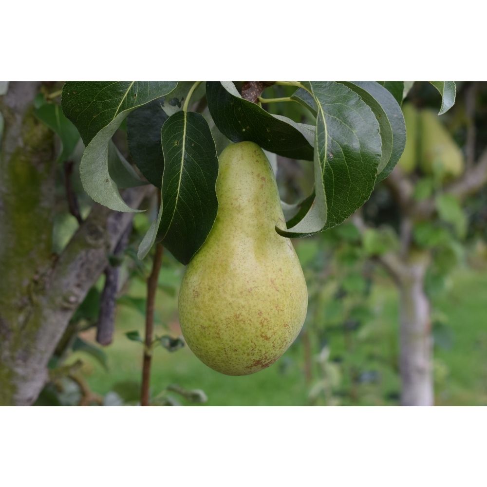 Pear Tree 'Concorde' Fruit Tree 12Ltr Pot