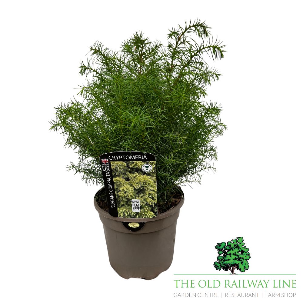 Cryptomeria 'Elegans Compacta' Conifer Plant - 3Ltr Pot