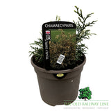 Chamaecyparis lawsoniana 'Pearly Swirls' Conifer Plant - 3Ltr Pot