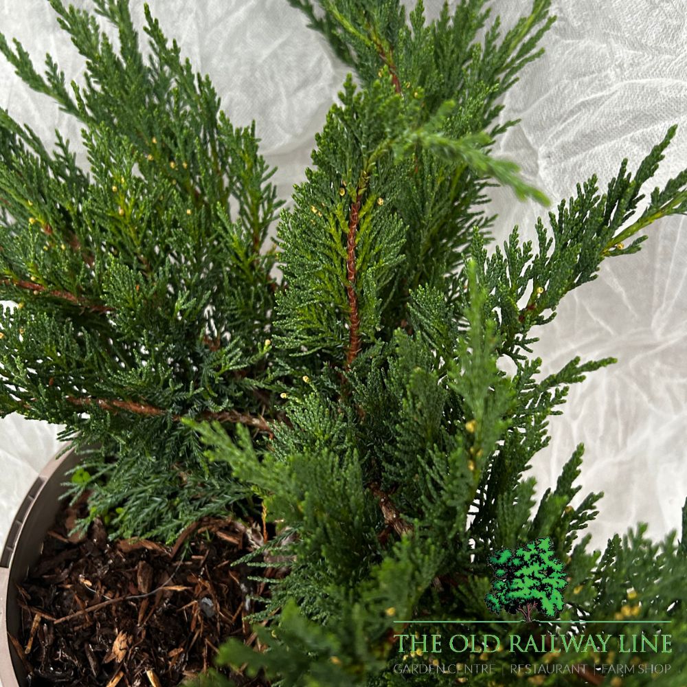 Juniperus 'Tamariscifolia' Conifer Plant - 3Ltr Pot
