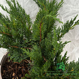 Juniperus 'Tamariscifolia' Conifer Plant - 3Ltr Pot